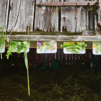Waldwoche Juni 2019 (11).jpg
