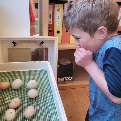 Vom Ei zum Huhn