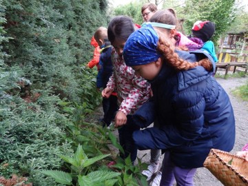 „KRÄUTERNEST macht Schule“ Teil IV … das Projekt geht weiter … dem Frühling auf der Spur …