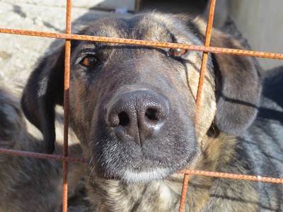 Hope Love Animals Hope Love Animals