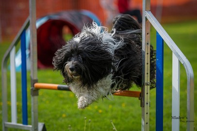 Hundesportverein Rankweil - HUNDESCHULE