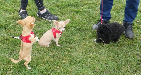 Hundesportverein RANKWEIL/ Hundeschule Rankweil