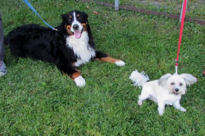 Hundesportverein RANKWEIL- HUNDESCHULE