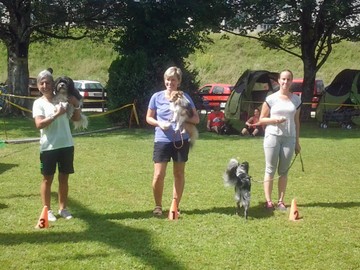 Hundesportverein RANKWEIL Sektion Agility: 2 Agility Wochenende  in WANGEN/D  29./30.7. +  5./6.8. 2017