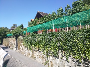 Weinfest im Klostergässele