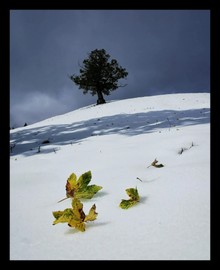 Fotoausstellung "T/O/T"  Norbert Scherrer