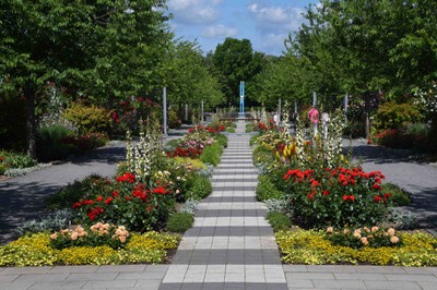 6 Rosarium Sangerhausen.jpg