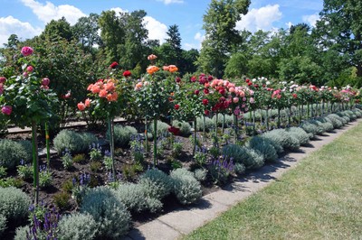 8 Rosarium Sangerhausen.jpg