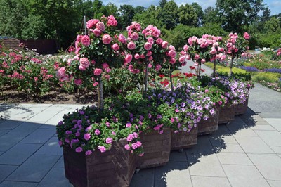 9 Rosarium Sangerhausen.jpg