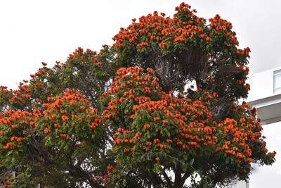 2 Afrikanischer Tulpenbaum.jpg