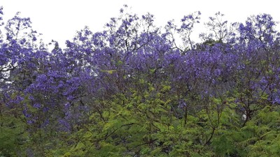 5 Jacaranda Baum.jpg