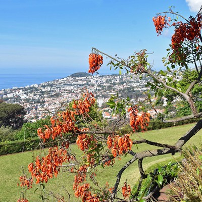 Madeira - die Blumeninsel