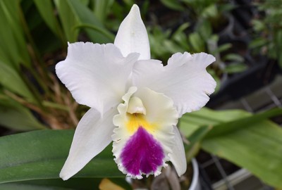 10  Orchideen.jpg