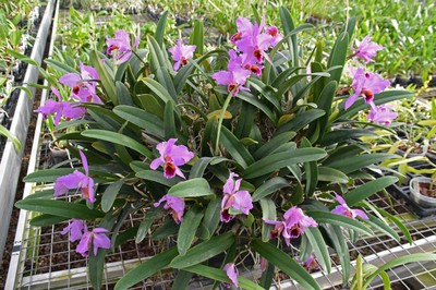 11 Orchideen.jpg
