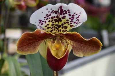 12 Orchideen.jpg