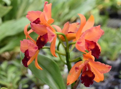 9 Orchideen.jpg