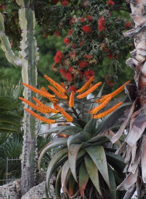 12  Aloe.jpg