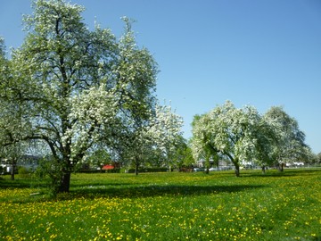 28. April, Tag der Streuobstwiesen