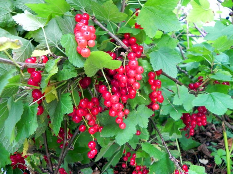 Johannisbeeren