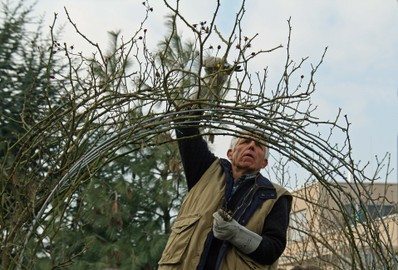 Auch Rosen brauchen den Frühjahrsschnitt