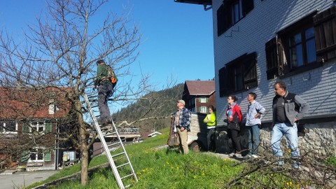 Baumschnittkurs in Laterns