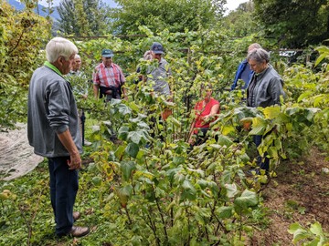 Beeren richtig schneiden