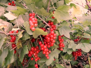 Beerenschnittkurs