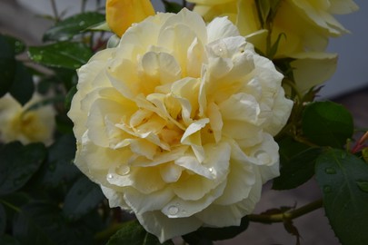 Besuchen Sie die FLORA-GALA 2019