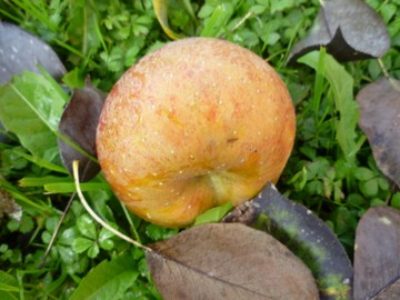 Erntedank