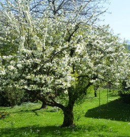 Exkursion in die Wiege des Obst- und Gartenbauvereines Rankweil