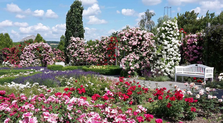 rosarium Sangerhausen