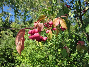 Heimische Sträucher – eine Alternative naturinteressierte Gärtner/innen?