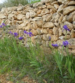 Mein naturnaher Garten