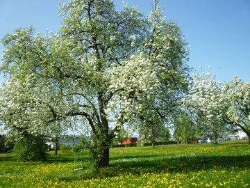 Obstbaumpflanzaktion „1.000 Bäume fürs Ländle“