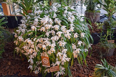 Orchideenschau - Neu Ulm