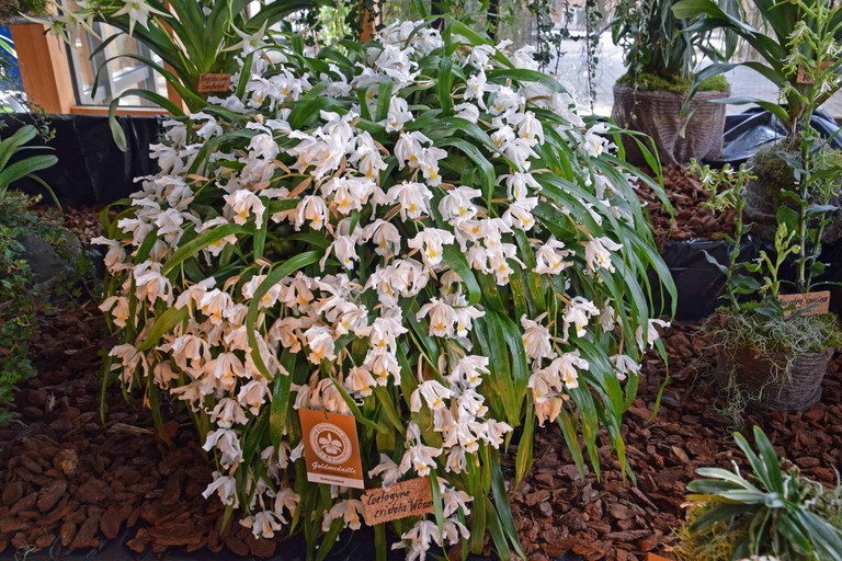 Orchideen