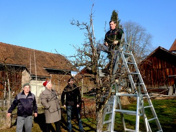 Richtiger Baumschnitt will gelernt sein