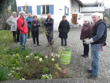 Rosen soll man schneiden, wenn die Forsythien blühen!