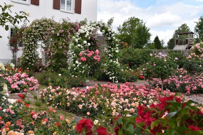 Rosendorf Nöggenschwiel