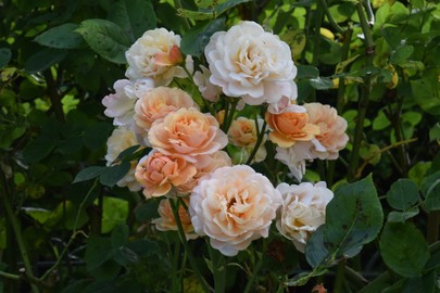 Rosenschnittkurs in Rankweil