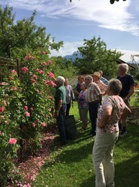 Rosenschnittkurs nach der Blüte