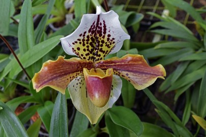 Rothenburg - Orchideen