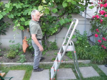 Sommerbehandlung von Reben