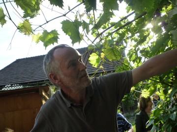Sommerbehandlung von Reben