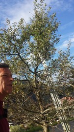 Sommerschnitt bei Obstbäumen