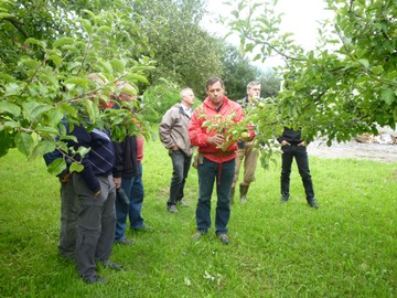 Sommerschnitt im Hausgarten
