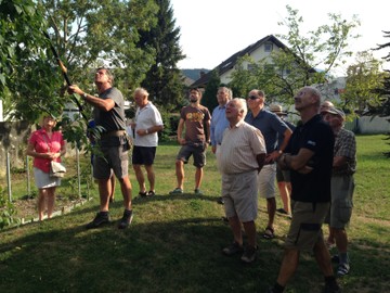 Sommerschnitt von Kern- und Steinobst