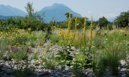 Stauden, Blumen und Kräuter - bunte Vielfalt und Naturnähe