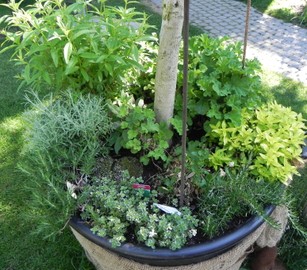 Vom Garten auf die Haut - fruchtig frische Hautpflege mit Beeren und Kräutern