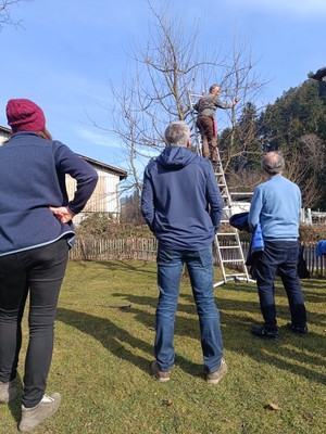 Winterschnitt bei Obstbäumen